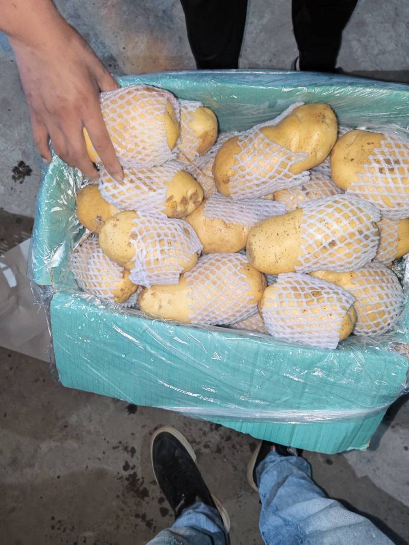 山东精品沃土土豆大量上市中黄皮黄心质量保证价格优惠
