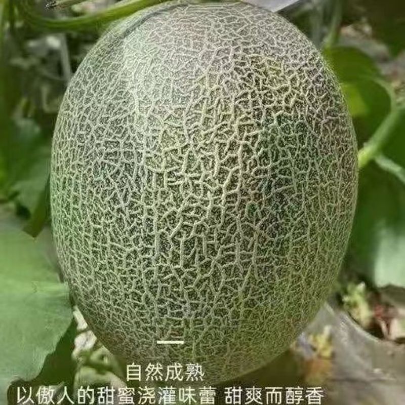 西州蜜瓜苗小蜜晓蜜25哈蜜瓜苗凤金6号长香玉哈密瓜苗