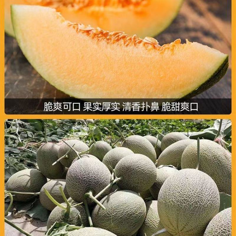 西州蜜瓜苗小蜜晓蜜25哈蜜瓜苗凤金6号长香玉哈密瓜苗
