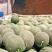 西州蜜瓜苗小蜜晓蜜25哈蜜瓜苗凤金6号长香玉哈密瓜苗