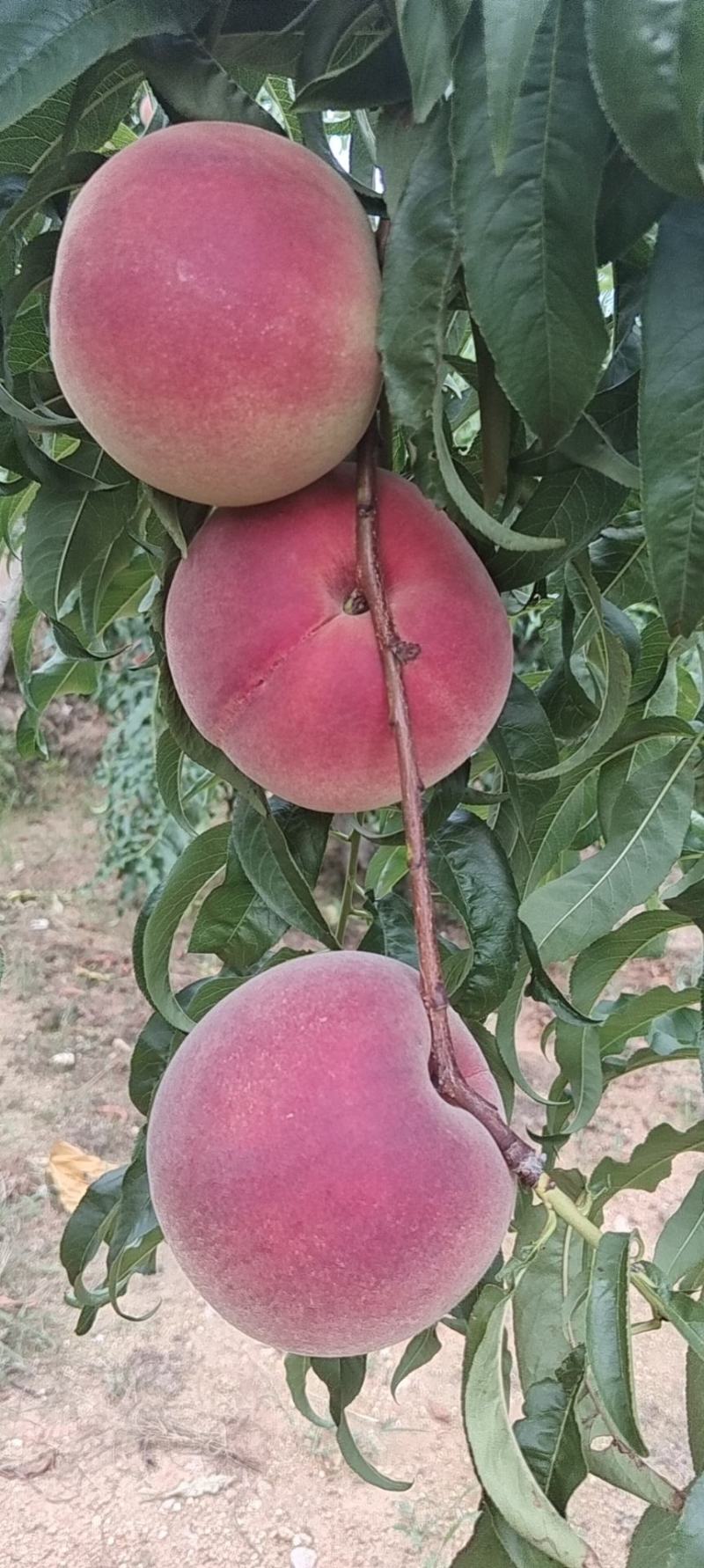 山东毛桃产地秋彤永联蜜金秋红蜜大量上市，大量供应
