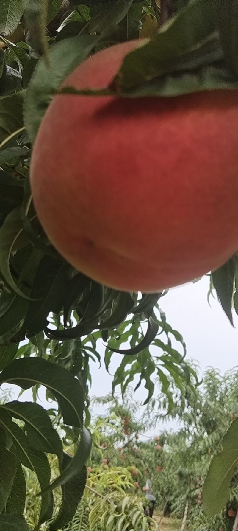 山东毛桃产地秋彤永联蜜金秋红蜜大量上市，大量供应