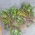 云南普洱肿节石斛