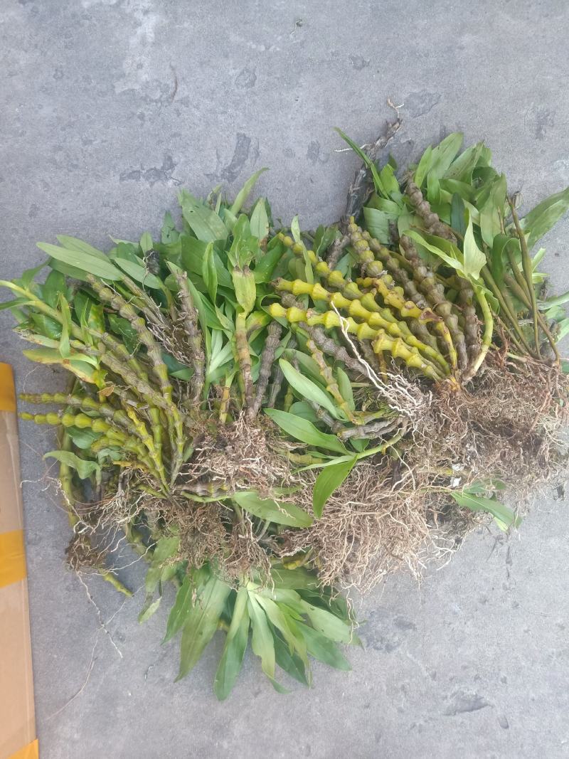 云南普洱肿节石斛