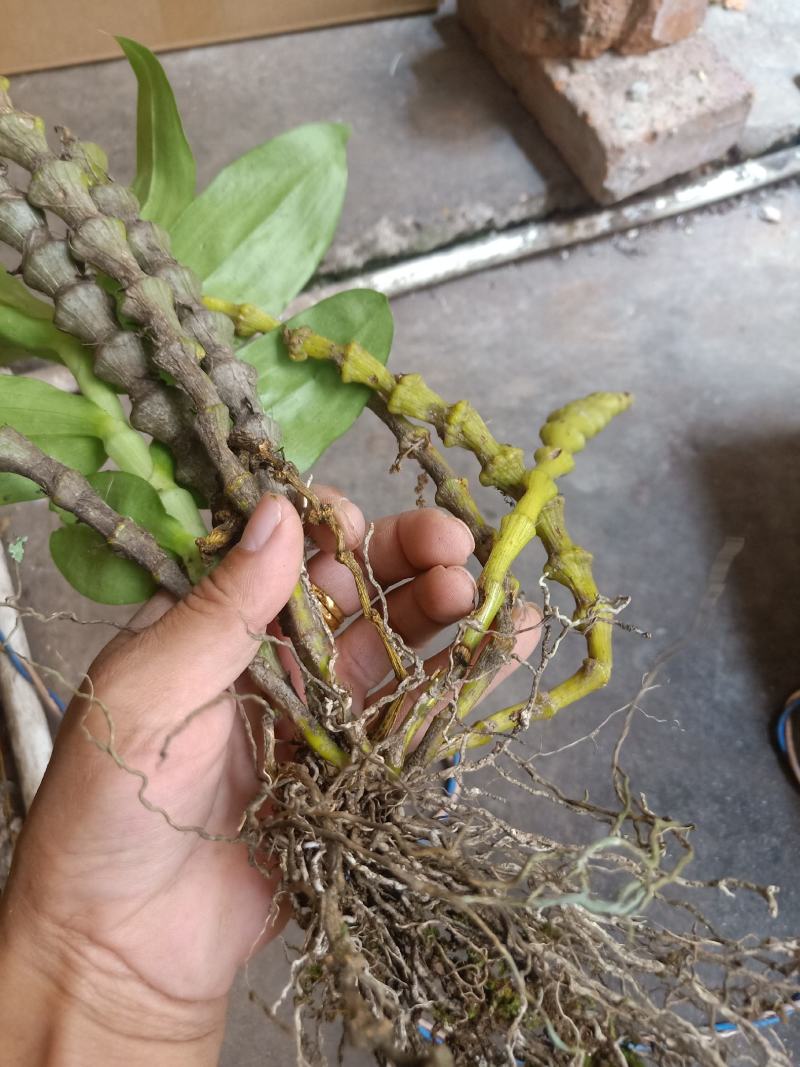 云南普洱肿节石斛