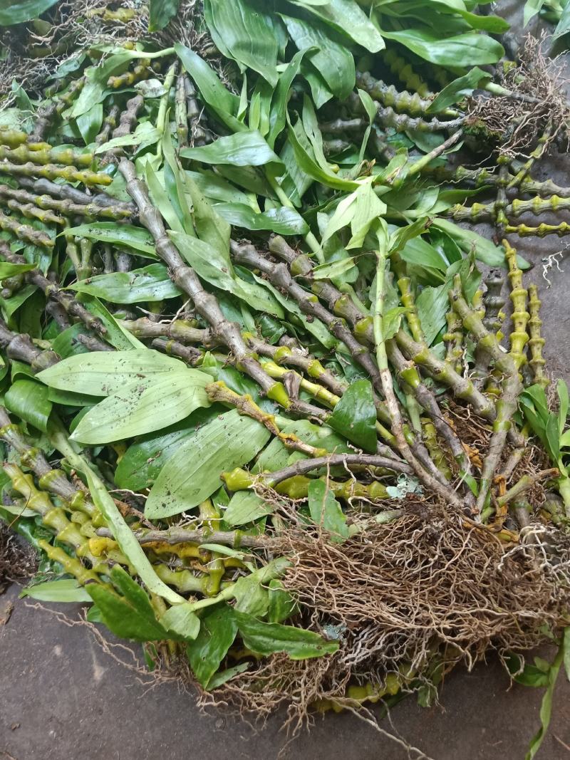 云南普洱肿节石斛