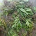 云南普洱肿节石斛