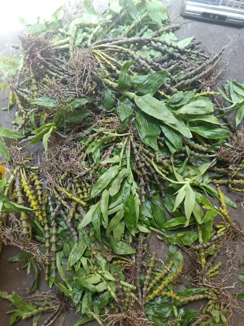 云南普洱肿节石斛
