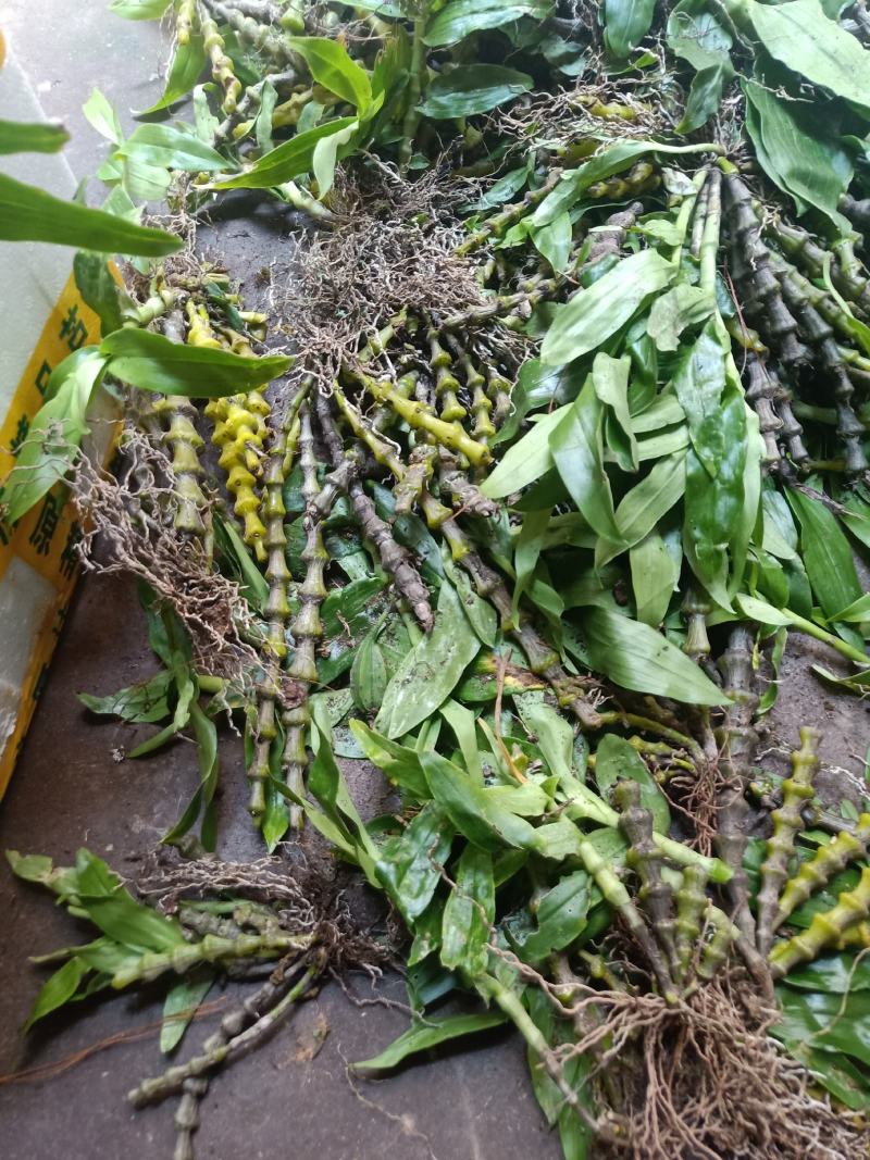 云南普洱肿节石斛
