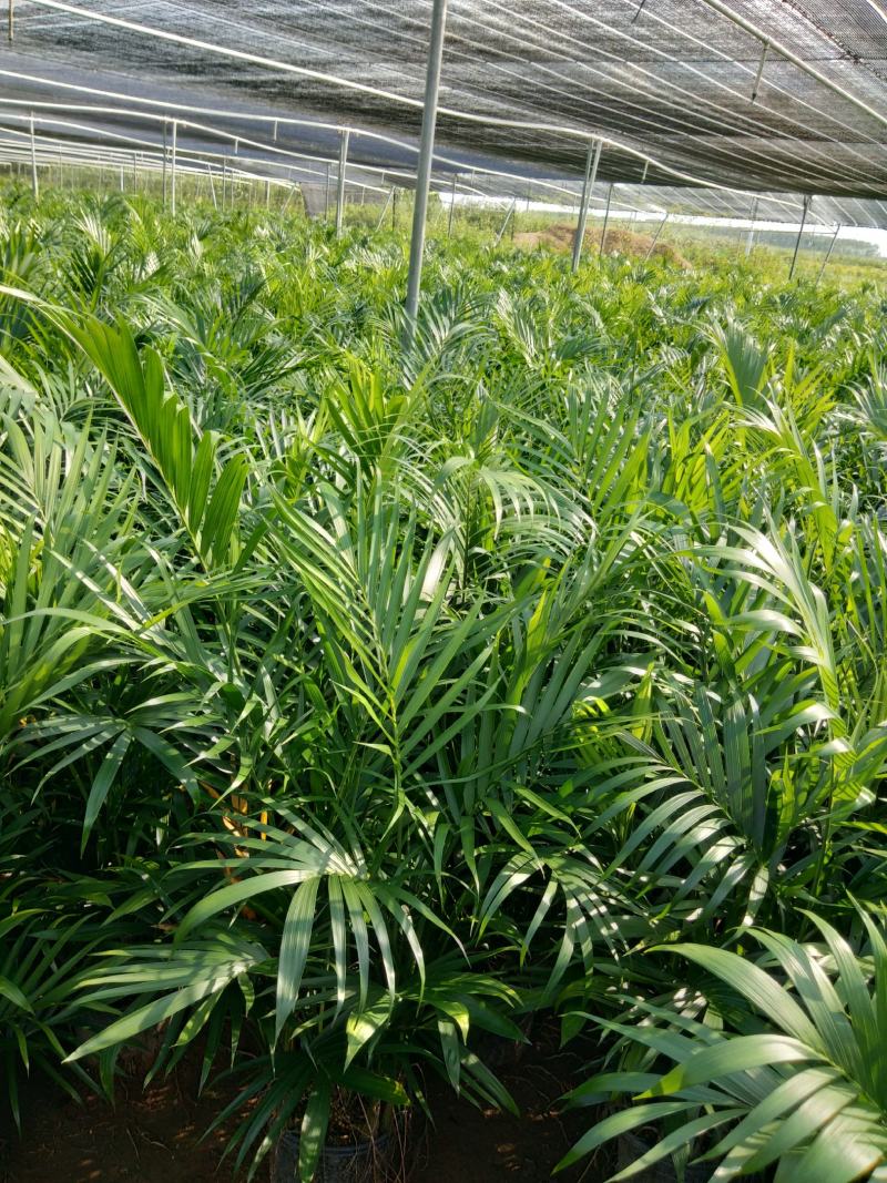 精品21杯富贵椰子