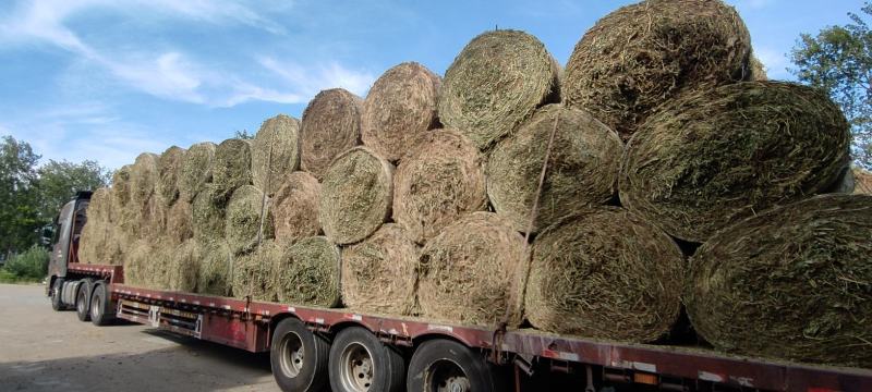 花生秧，白绿相间，非常漂亮的花生秧，牛羊的好饲料