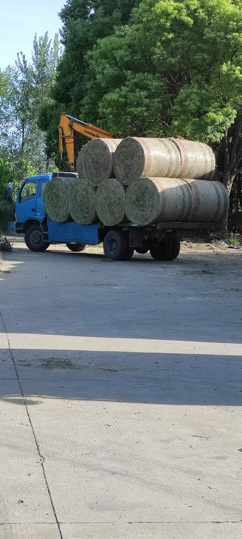花生秧，白绿相间，非常漂亮的花生秧，牛羊的好饲料
