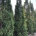 塔柏高度2.5米-3米大量现货，用得上的老联系一下