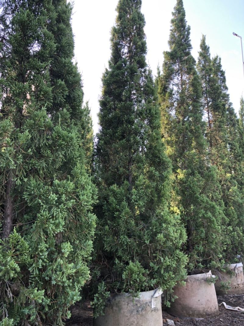 塔柏高度2.5米-3米大量现货，用得上的老联系一下