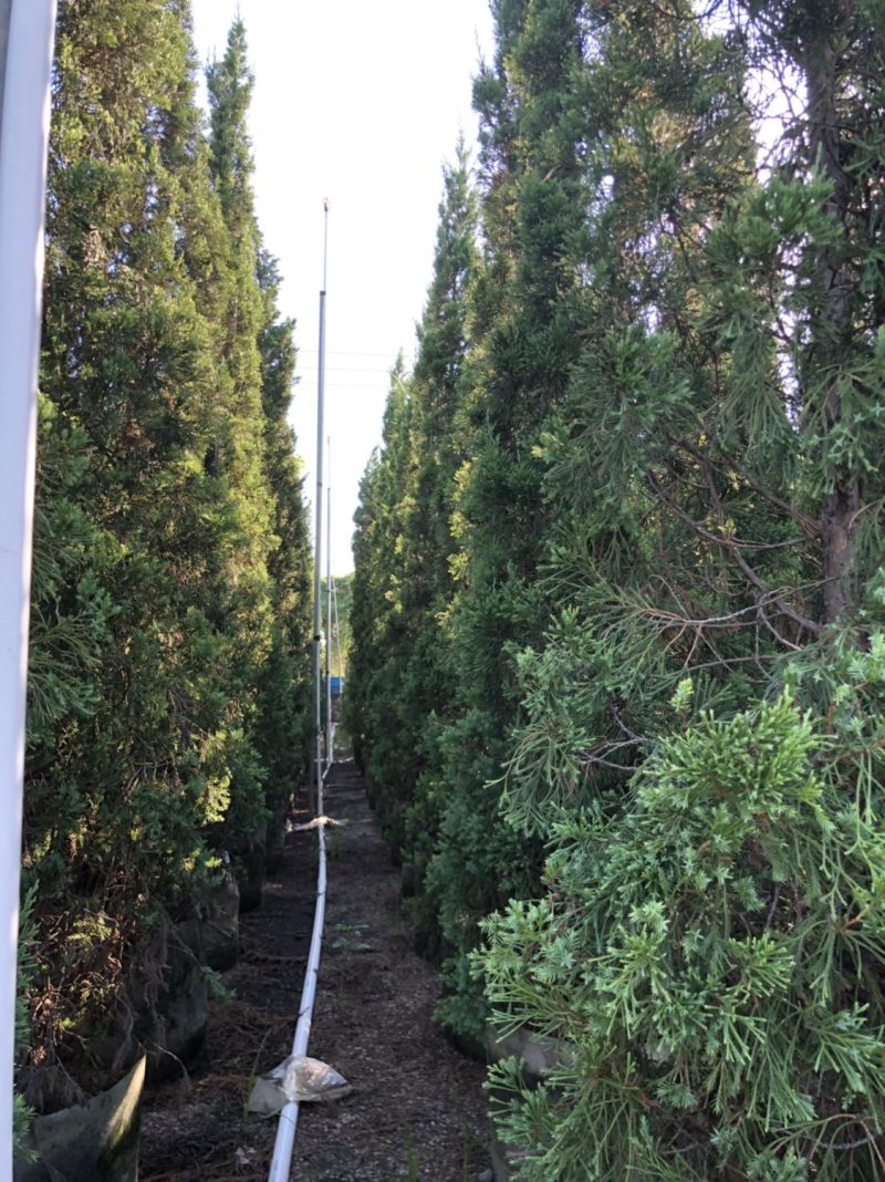 塔柏高度2.5米-3米大量现货，用得上的老联系一下