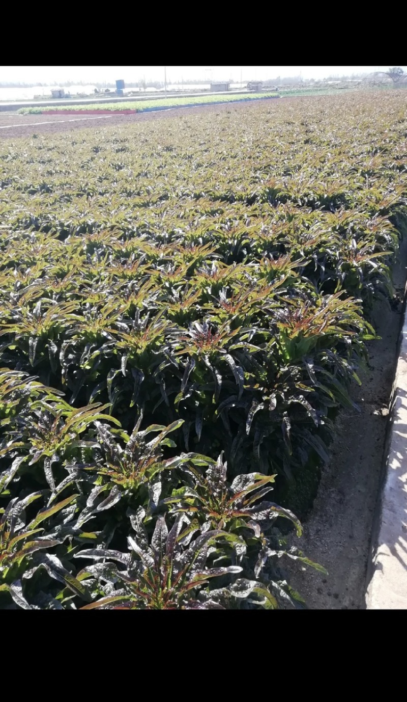 紫叶莴笋苗，亩产6～8吨，红皮绿心，全国顺风空运。