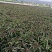 紫叶莴笋苗，亩产6～8吨，红皮绿心，全国顺风空运。