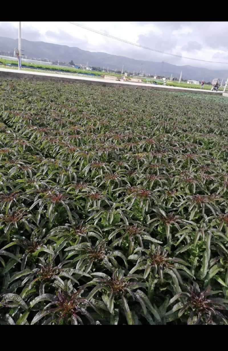 紫叶莴笋苗，亩产6～8吨，红皮绿心，全国顺风空运。