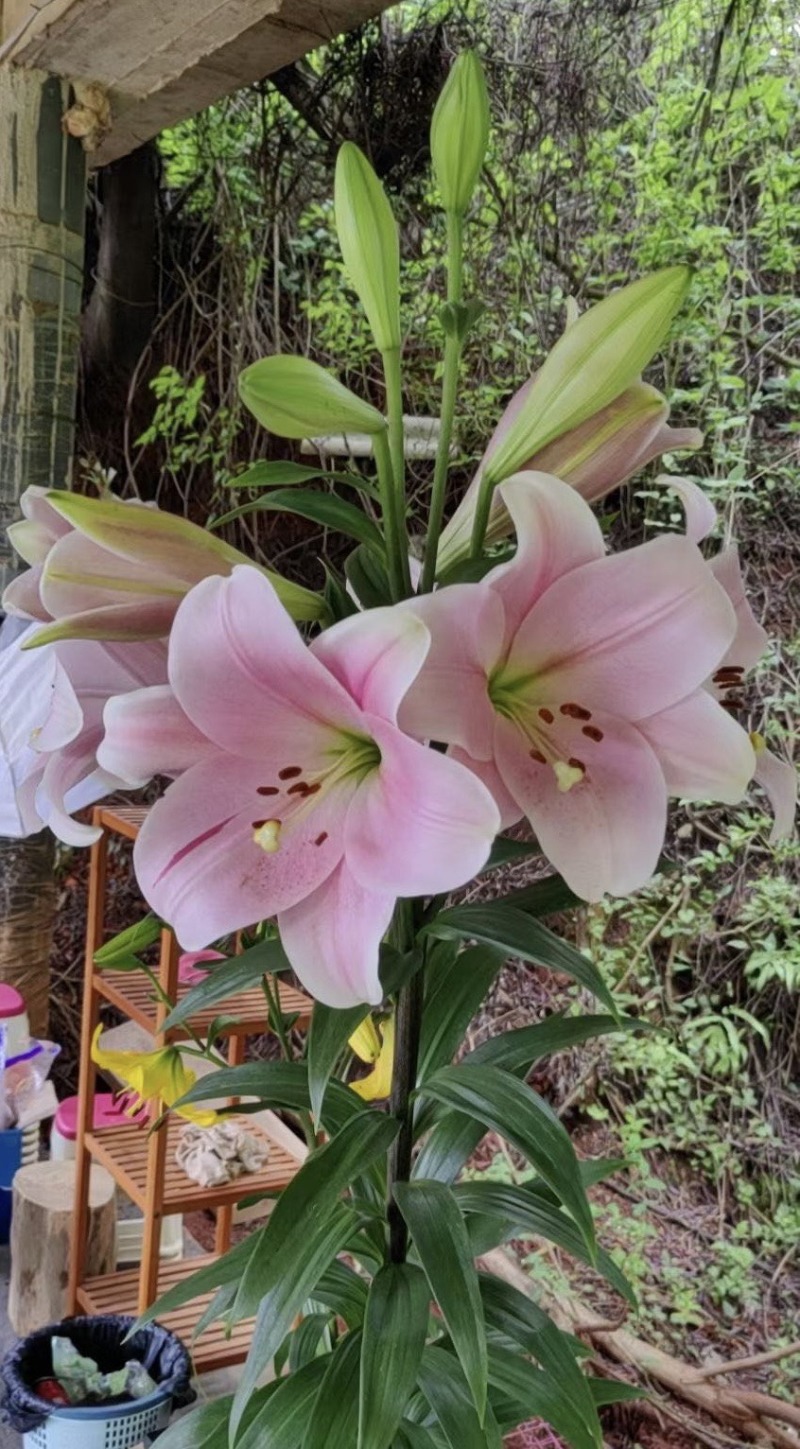 粉铁炮百合种球，通过几十年的杂交育种，终于有了粉色铁炮。