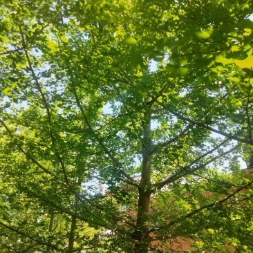 银杏树