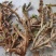石菖蒲，石菖蒲干货，宽叶，野生石菖蒲，生长时间达八年左右