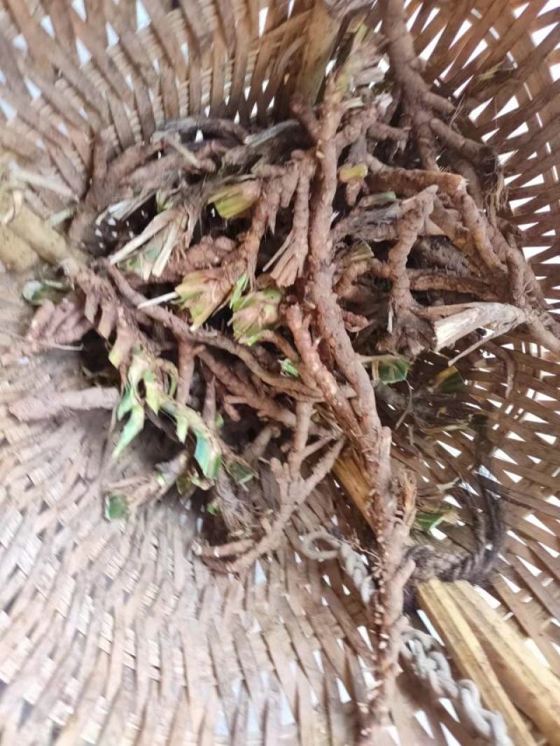 石菖蒲，石菖蒲干货，宽叶，野生石菖蒲，生长时间达八年左右