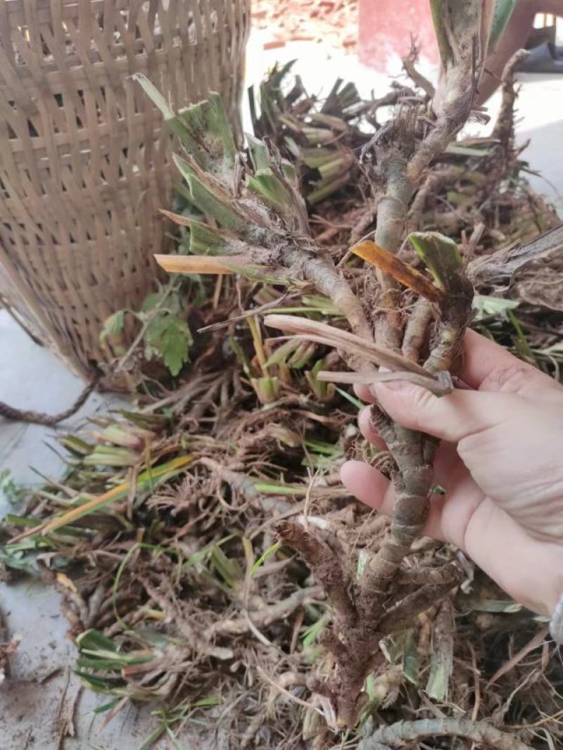 石菖蒲，石菖蒲干货，宽叶，野生石菖蒲，生长时间达八年左右
