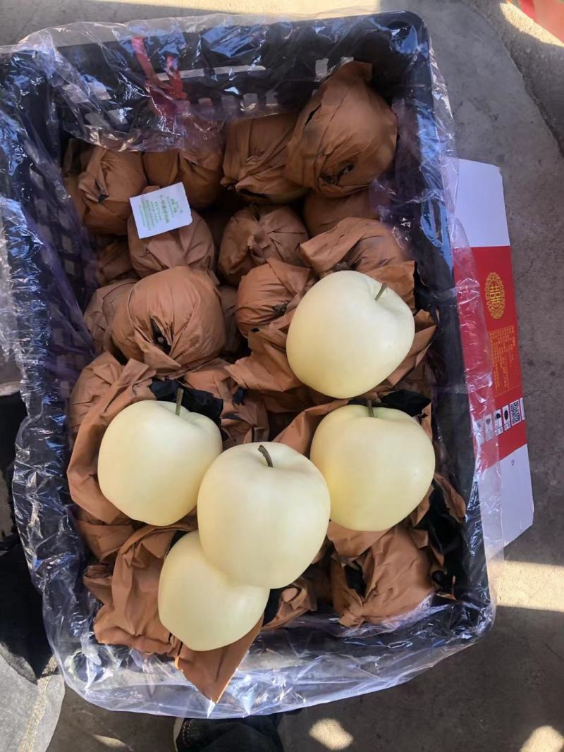 绥中黄元帅苹果，个大干净白，货源充足，欢迎老板前来选购