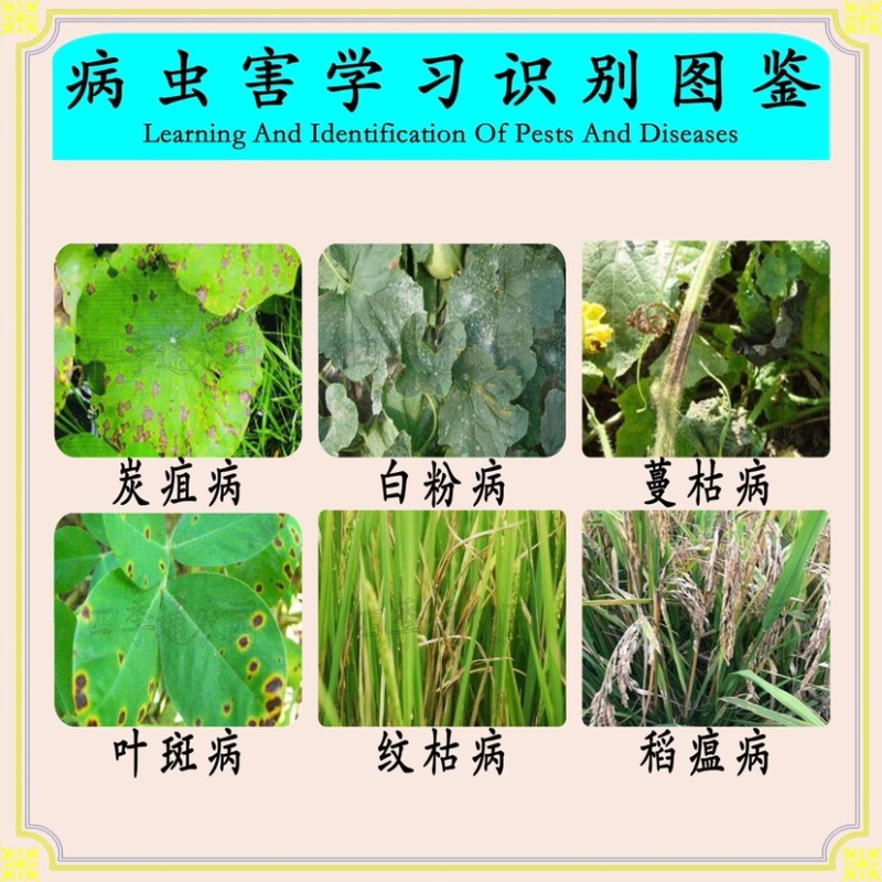 农精灵48%苯甲嘧菌酯西瓜炭疽病水稻稻瘟病农药杀菌剂