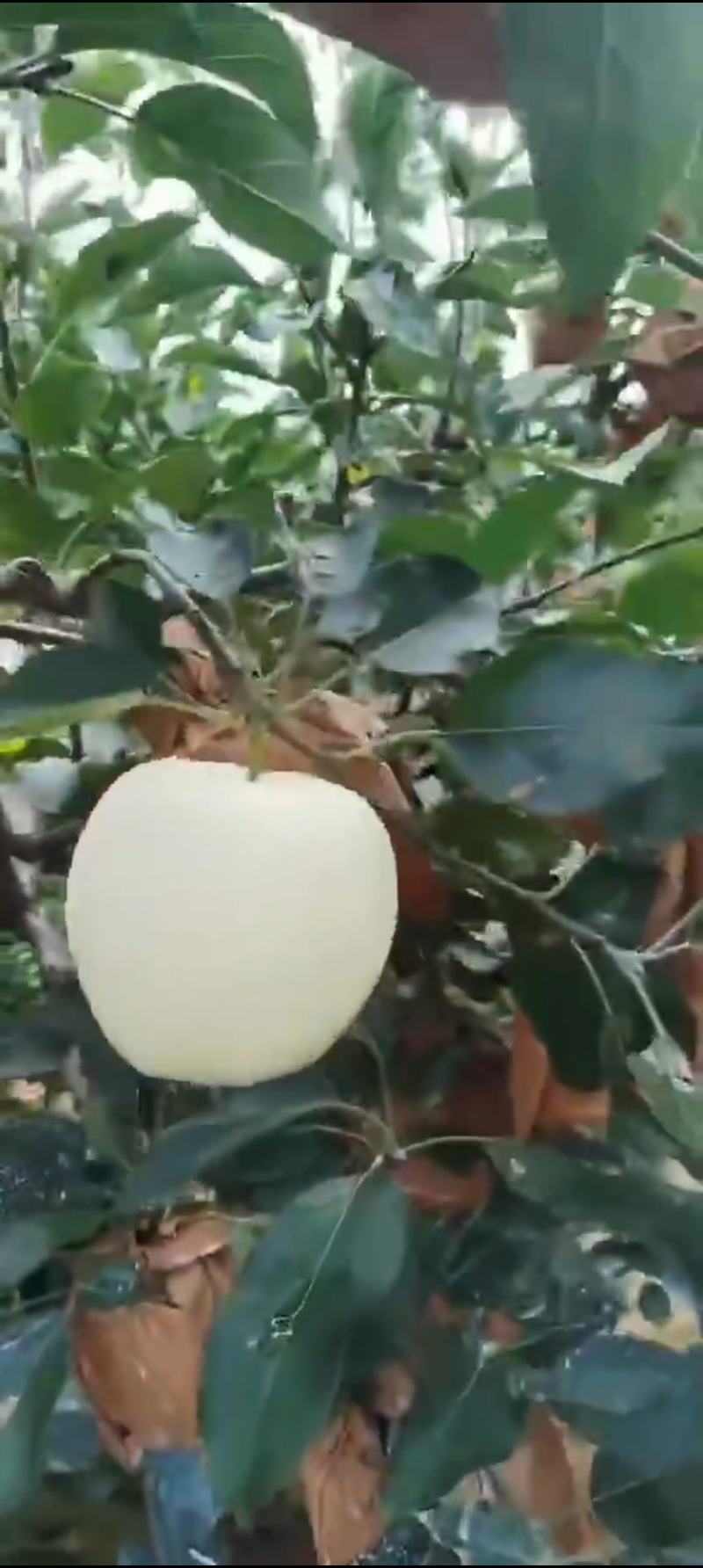 绥中黄元帅苹果，个大干净白，货源充足，欢迎老板前来选购