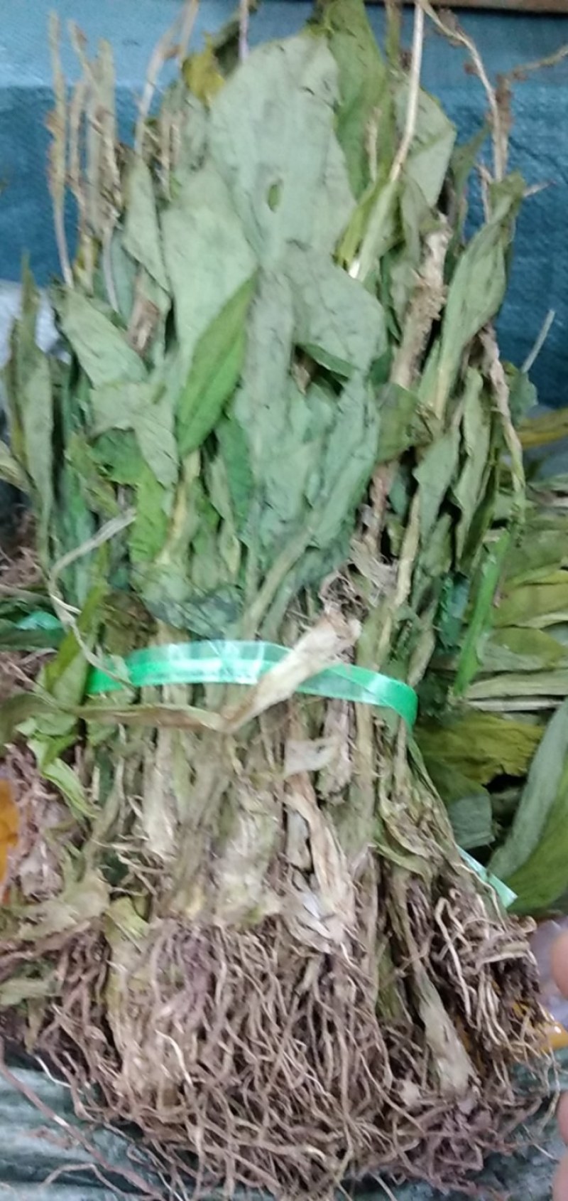 见血清