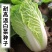 义和秋白菜苗秦白2号白菜苗新乡小包北京新三号白菜苗