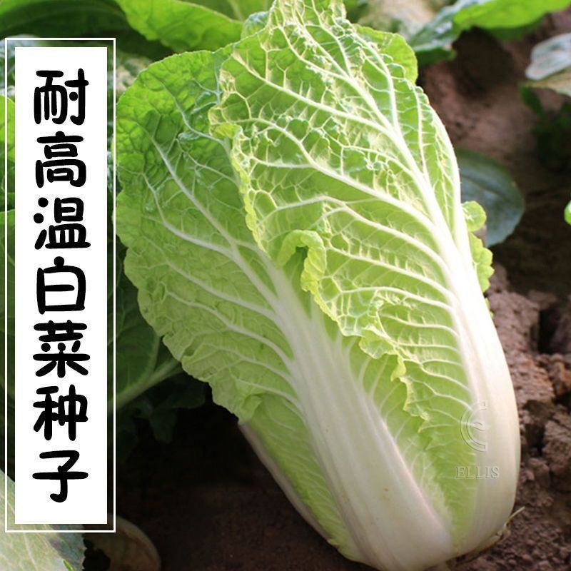 义和秋白菜苗秦白2号白菜苗新乡小包北京新三号白菜苗