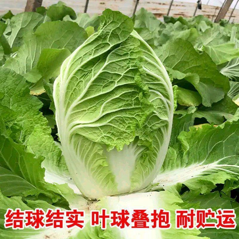 义和秋白菜苗秦白2号白菜苗新乡小包北京新三号白菜苗