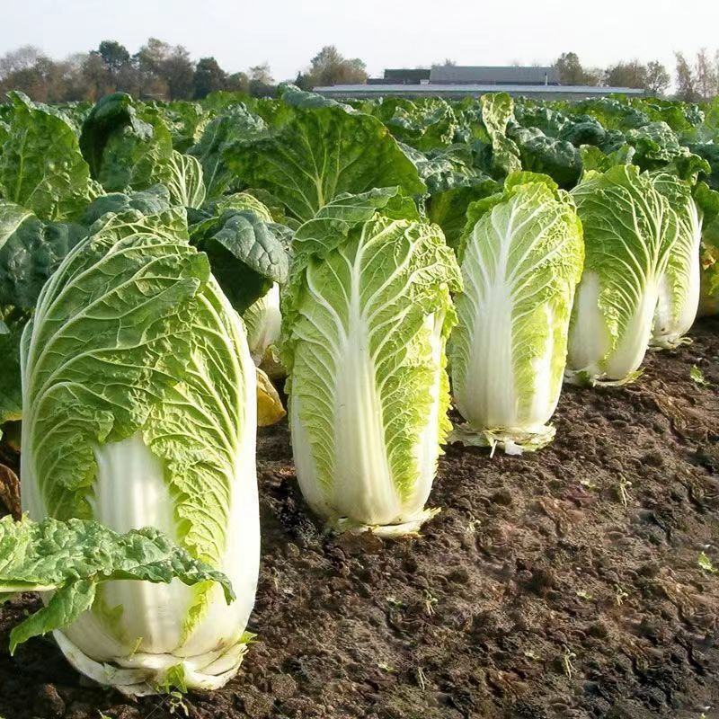义和秋白菜苗秦白2号白菜苗新乡小包北京新三号白菜苗