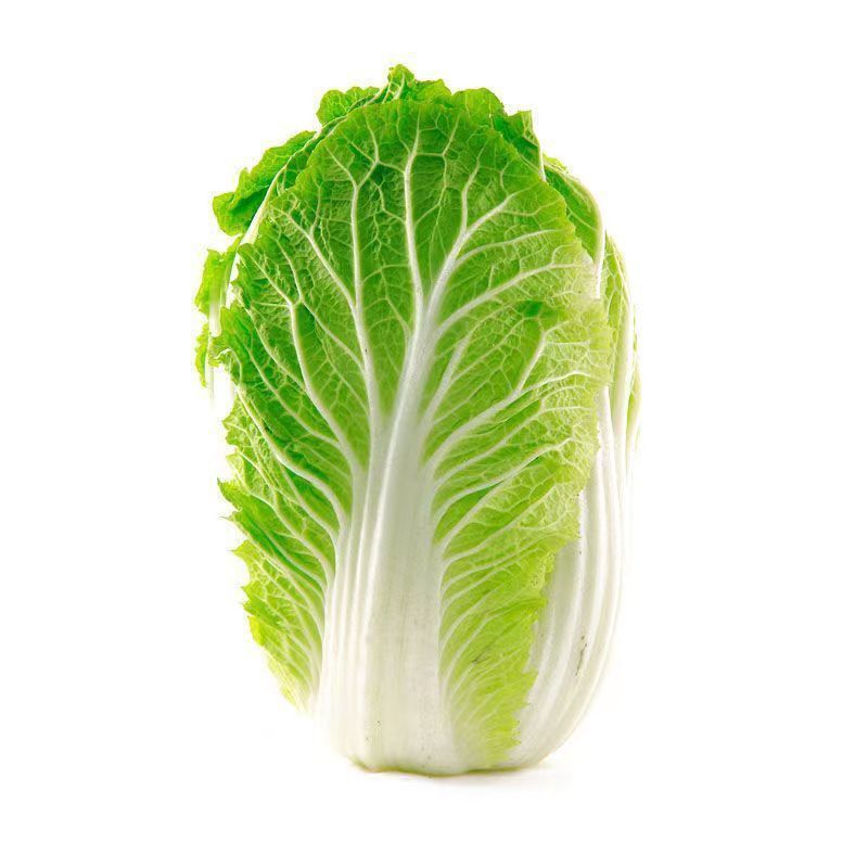 义和秋白菜苗秦白2号白菜苗新乡小包北京新三号白菜苗