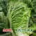 义和秋白菜苗秦白2号白菜苗新乡小包北京新三号白菜苗