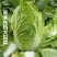 义和秋白菜苗秦白2号白菜苗新乡小包北京新三号白菜苗