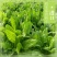 将军菊苣种子大叶菊苣草种籽多年生四季牧草猪牛羊鸡鸭鹅鱼草