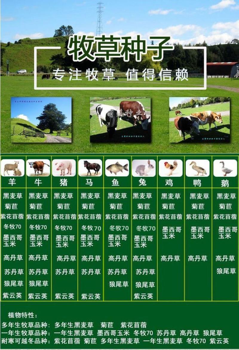 将军菊苣种子大叶菊苣草种籽多年生四季牧草猪牛羊鸡鸭鹅鱼草