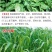 将军菊苣种子大叶菊苣草种籽多年生四季牧草猪牛羊鸡鸭鹅鱼草