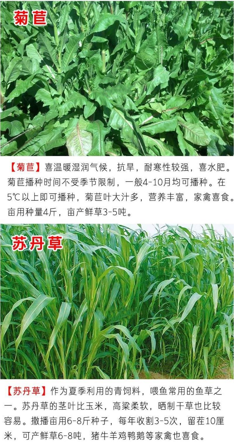 将军菊苣种子大叶菊苣草种籽多年生四季牧草猪牛羊鸡鸭鹅鱼草