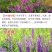 将军菊苣种子大叶菊苣草种籽多年生四季牧草猪牛羊鸡鸭鹅鱼草