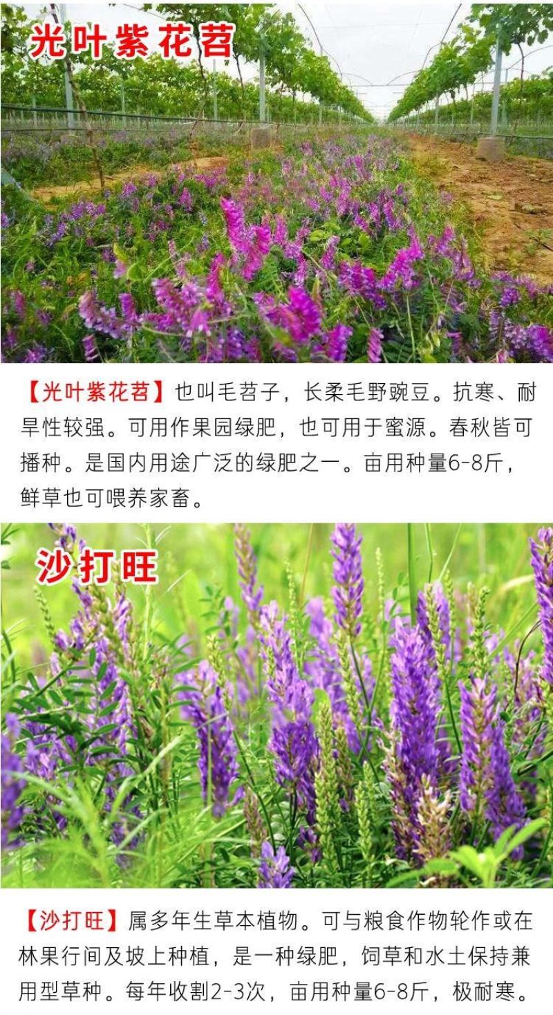 将军菊苣种子大叶菊苣草种籽多年生四季牧草猪牛羊鸡鸭鹅鱼草