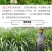 将军菊苣种子大叶菊苣草种籽多年生四季牧草猪牛羊鸡鸭鹅鱼草