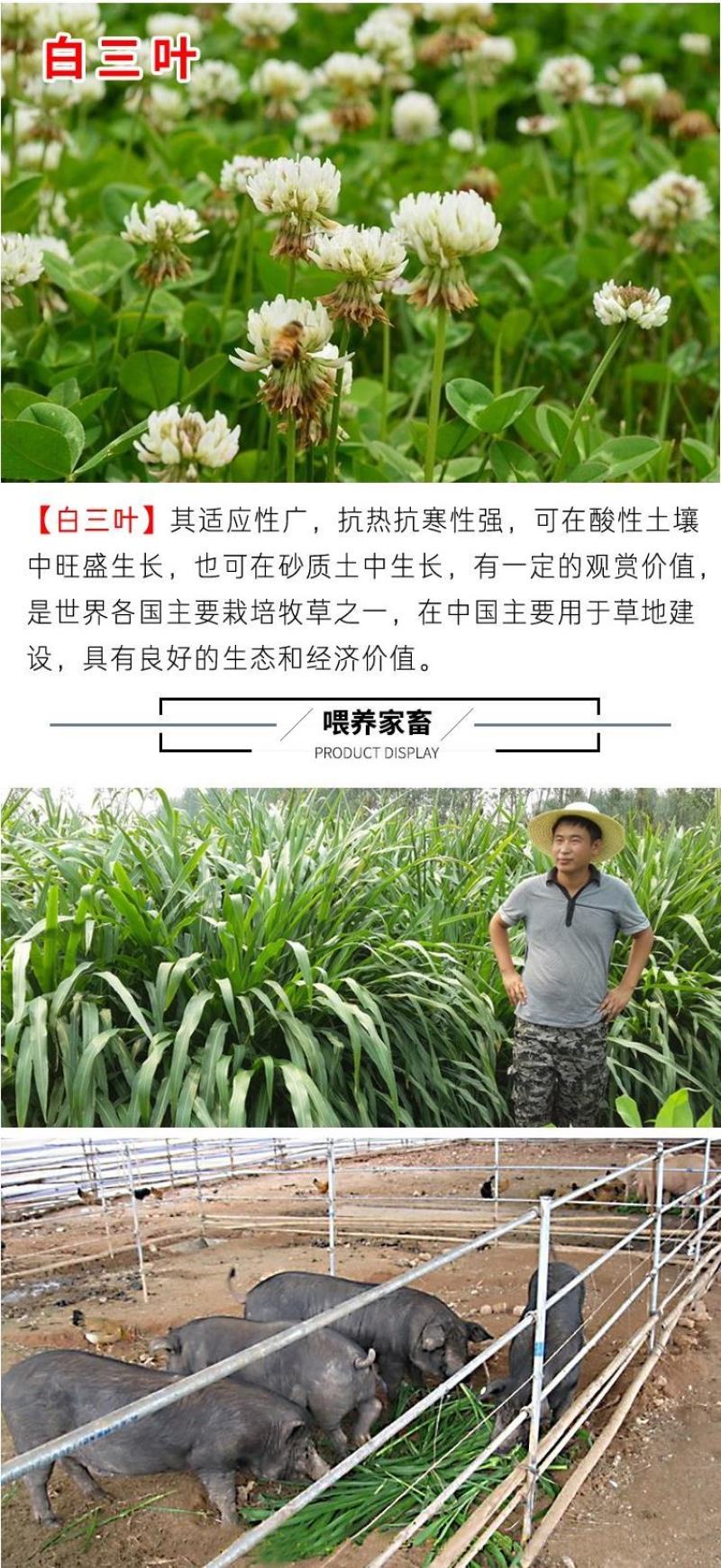 将军菊苣种子大叶菊苣草种籽多年生四季牧草猪牛羊鸡鸭鹅鱼草