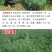 将军菊苣种子大叶菊苣草种籽多年生四季牧草猪牛羊鸡鸭鹅鱼草