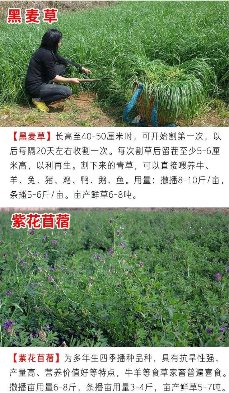 将军菊苣种子大叶菊苣草种籽多年生四季牧草猪牛羊鸡鸭鹅鱼草