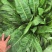 将军菊苣种子大叶菊苣草种籽多年生四季牧草猪牛羊鸡鸭鹅鱼草