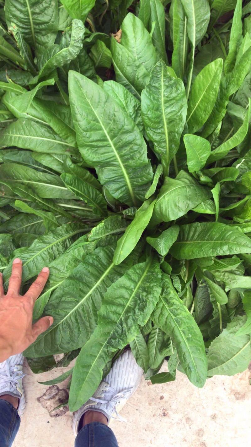 将军菊苣种子大叶菊苣草种籽多年生四季牧草猪牛羊鸡鸭鹅鱼草